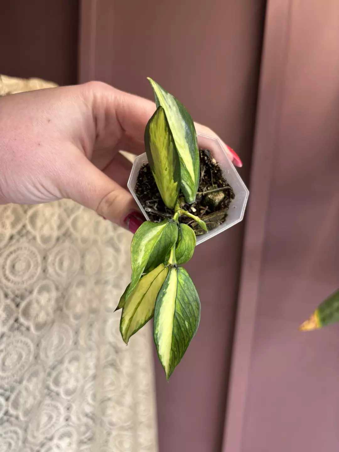 Hoya polynura Inner Variegated  thumbnail