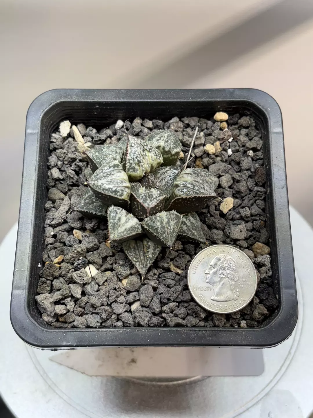 Haworthia ‘Yukigoshki’ thumbnail
