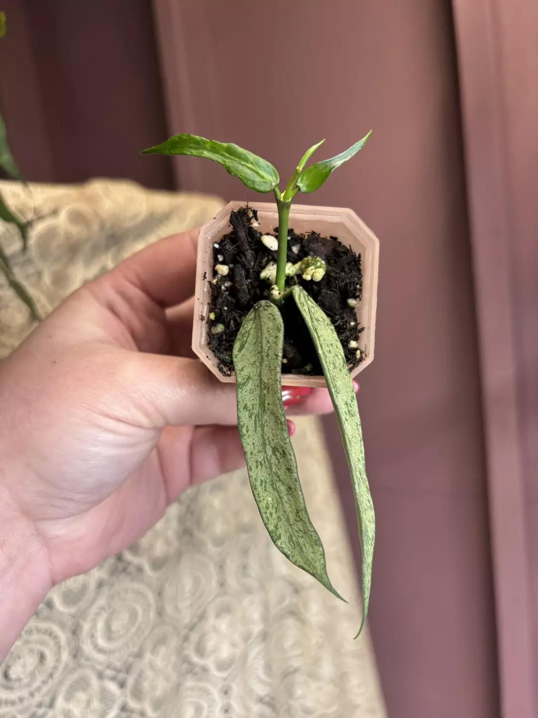 Hoya Panduata Silver Splash  thumbnail