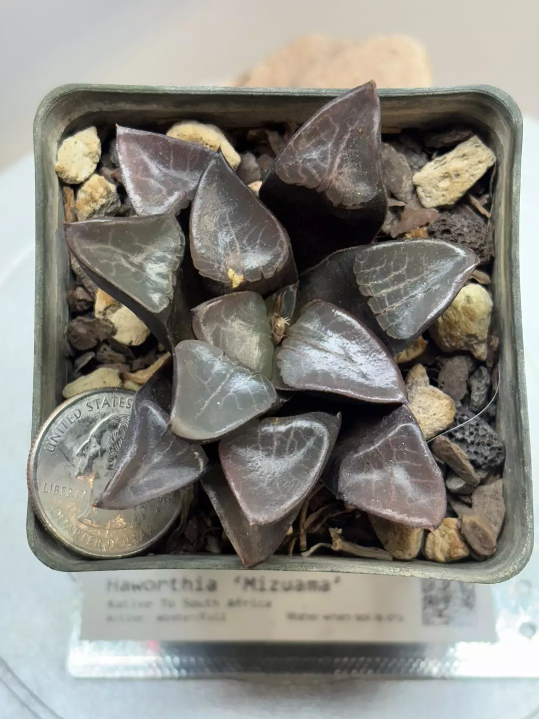 Haworthia ‘Mizuama’ thumbnail