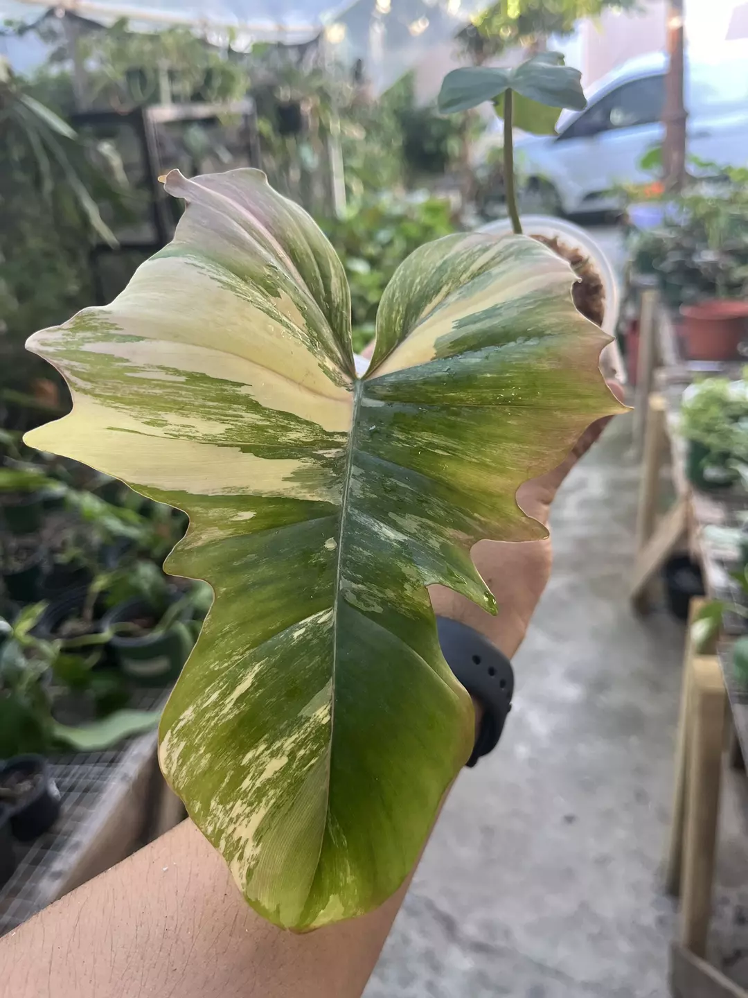 P. Florida Beauty x Mayoi thumbnail