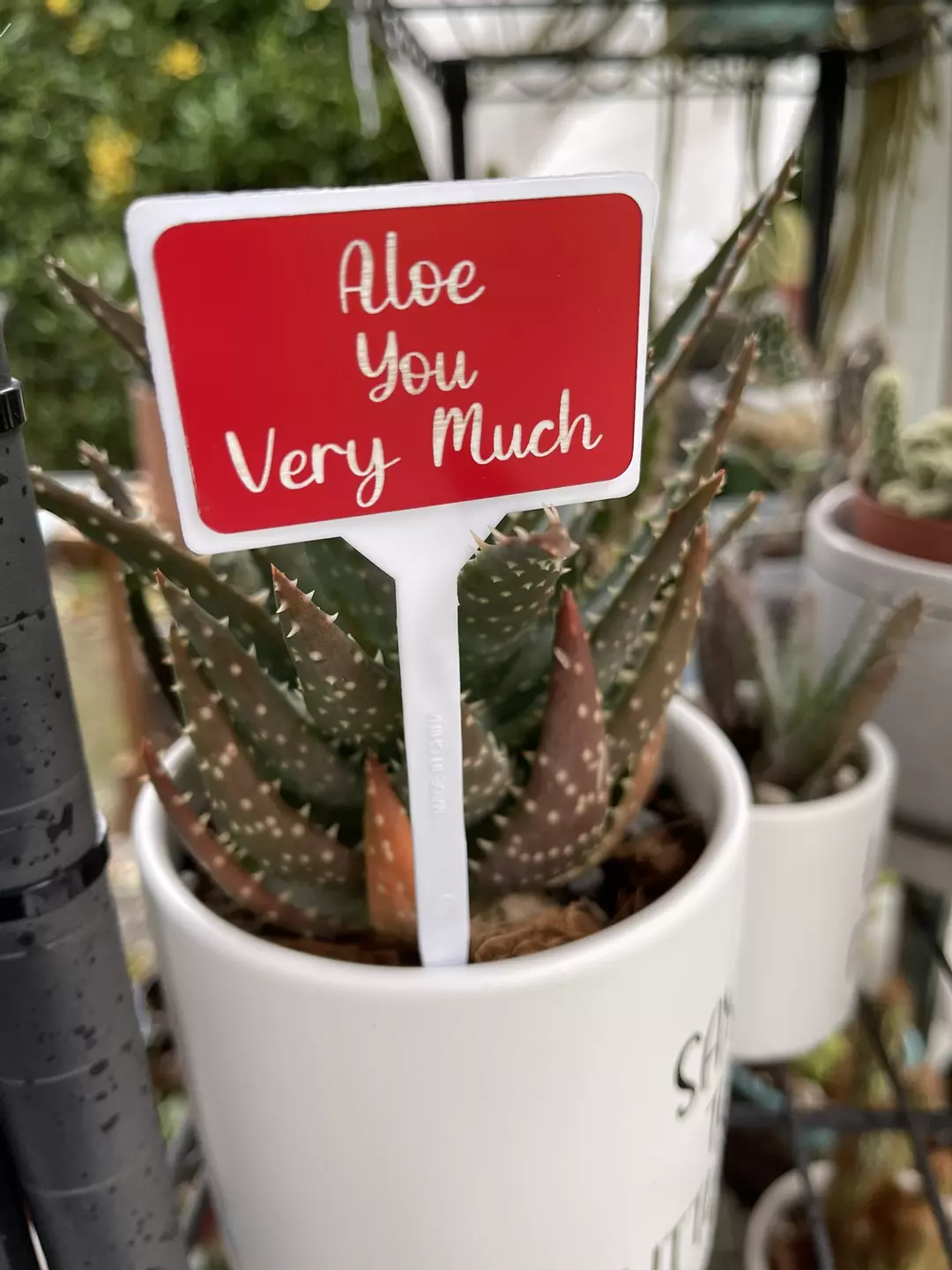 “Aloe You Very Much” laser-engraved Plant Sign thumbnail