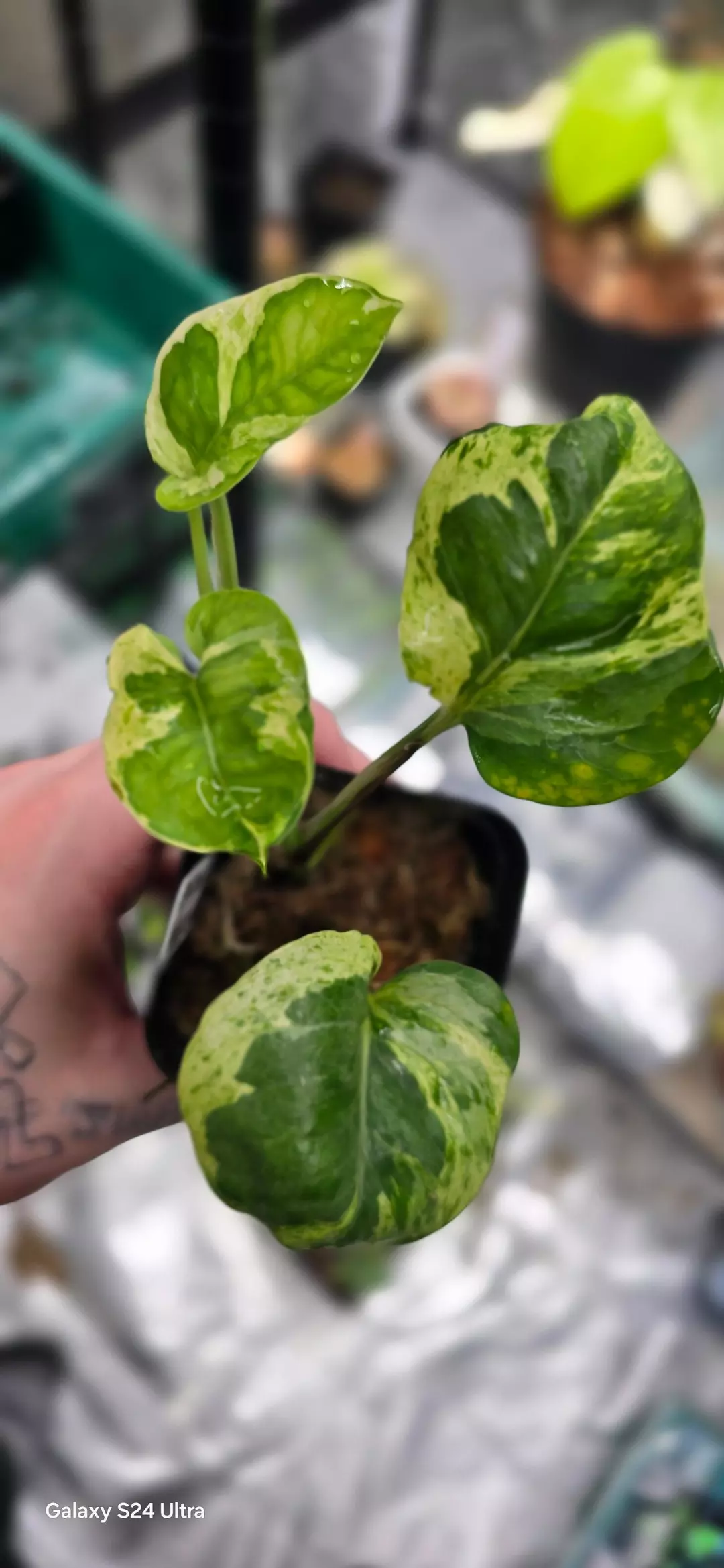 Mutant manjula thumbnail