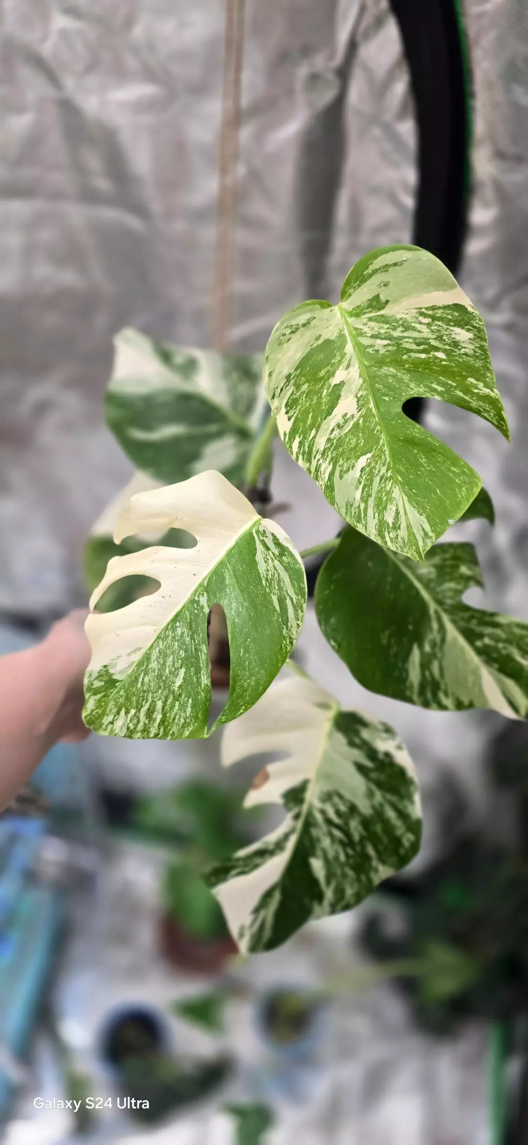 Monstera albo thumbnail