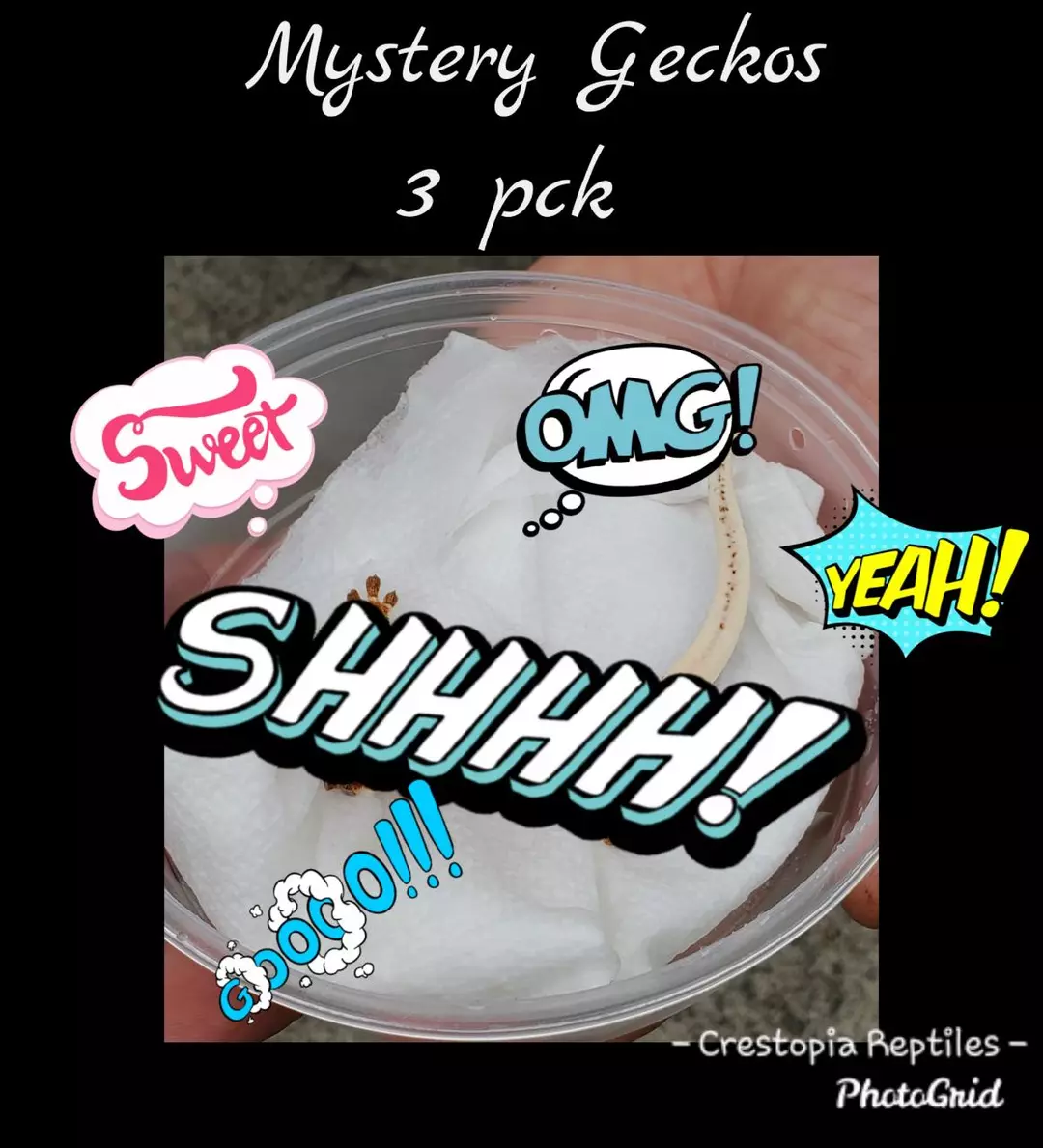 Mystery 3 Pack! thumbnail