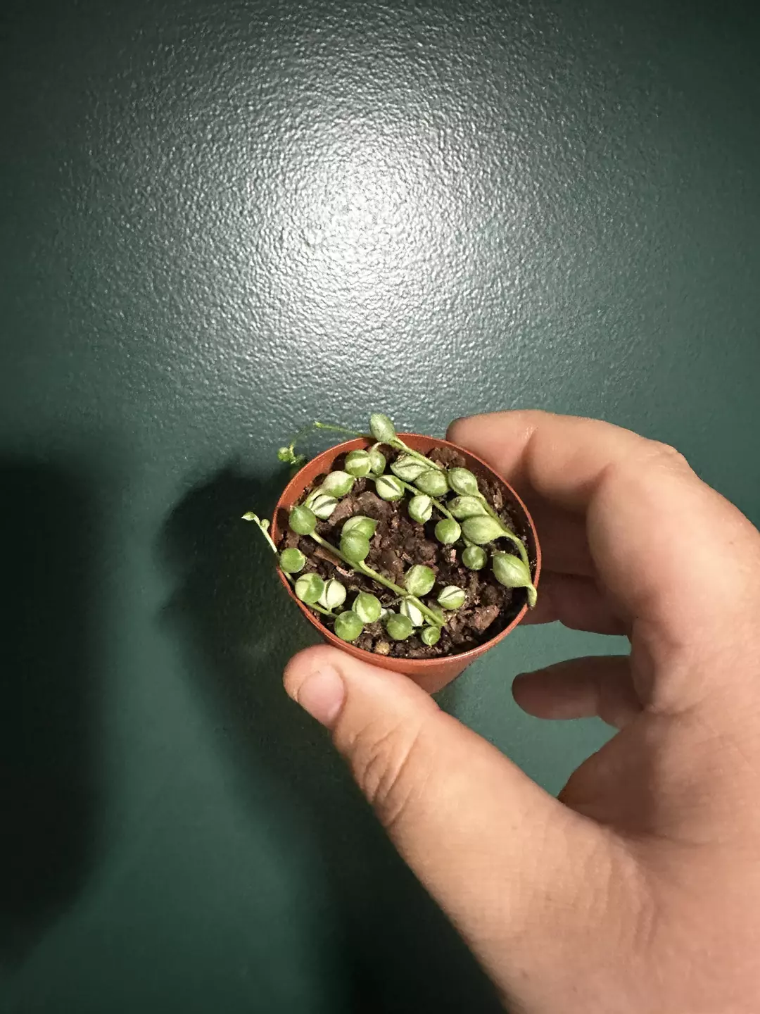 V.S.O.P cuttings, unrooted thumbnail