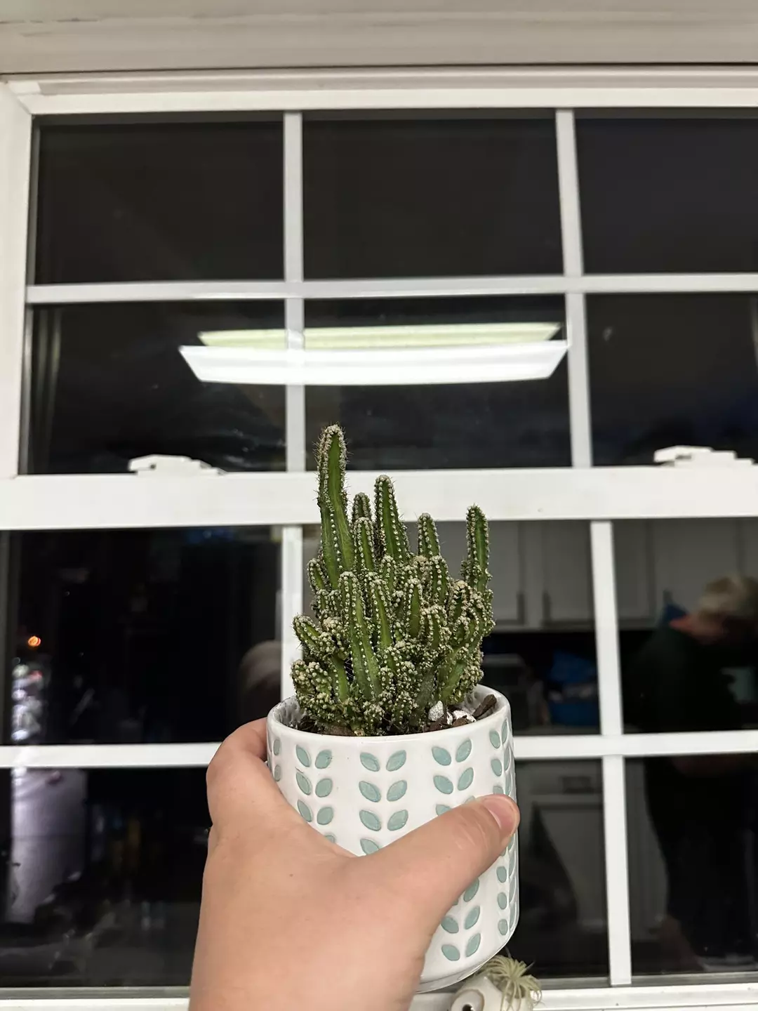 Fairy Castle Cactus (Pot not included) thumbnail