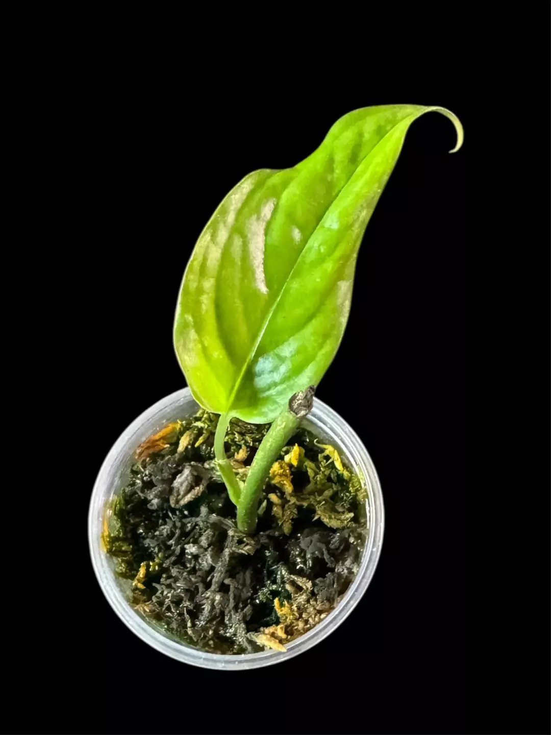 Monstera Obliqua Filamentous pup (mature pic not mine) thumbnail