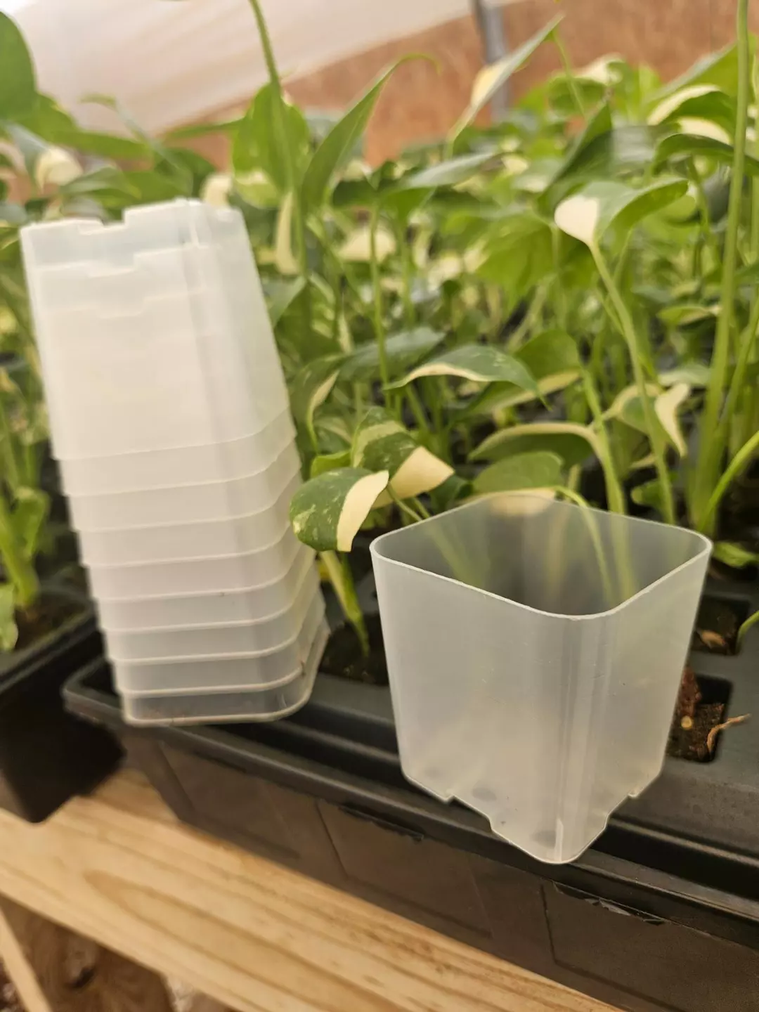 2in Clear Square Pots- 10 Pots thumbnail