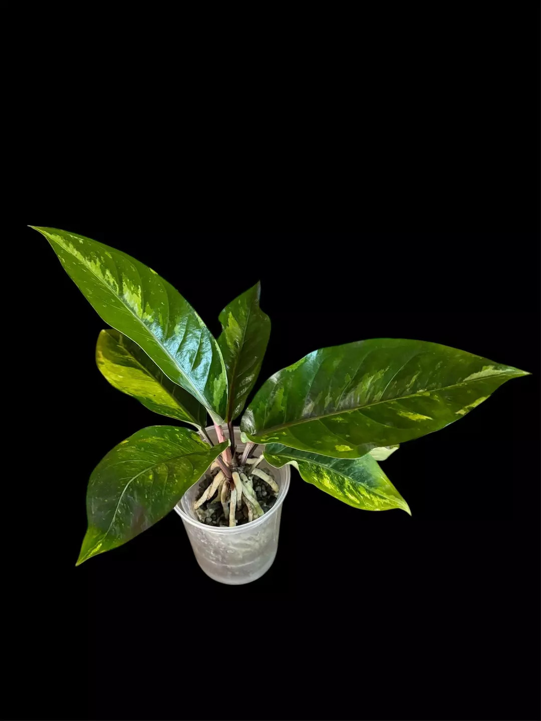 RARE - Anthurium Paramuray (Less than 10 people in US) thumbnail