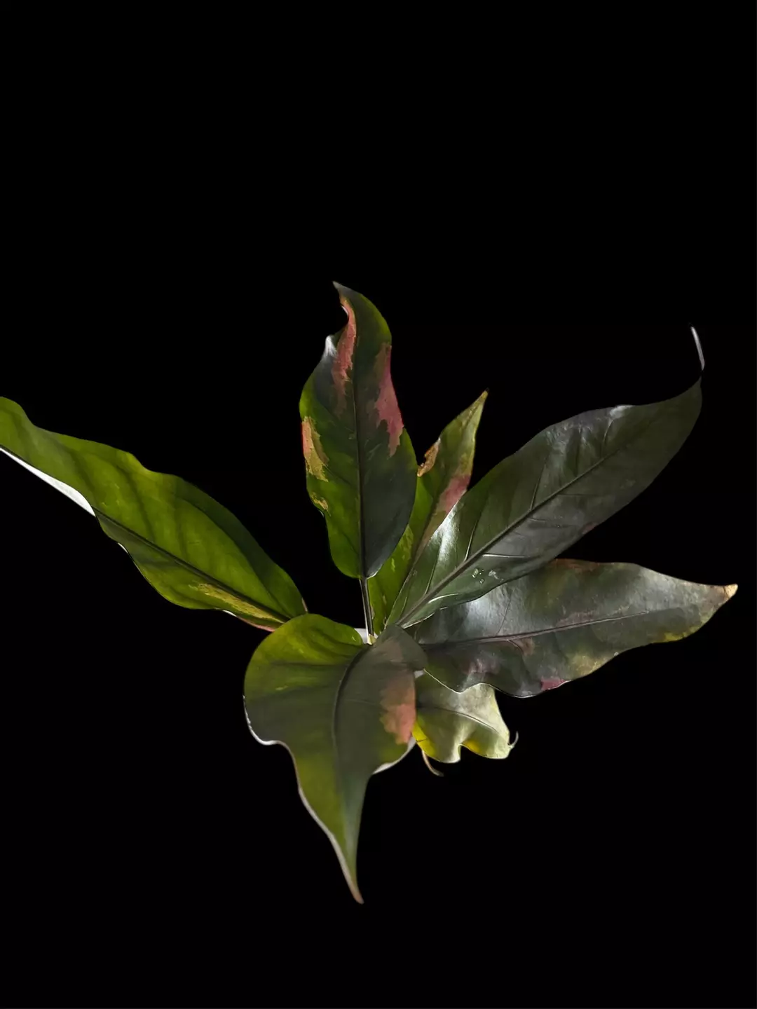 RARE- Anthurium Paramuray Pink (Less than 10 people in US) thumbnail