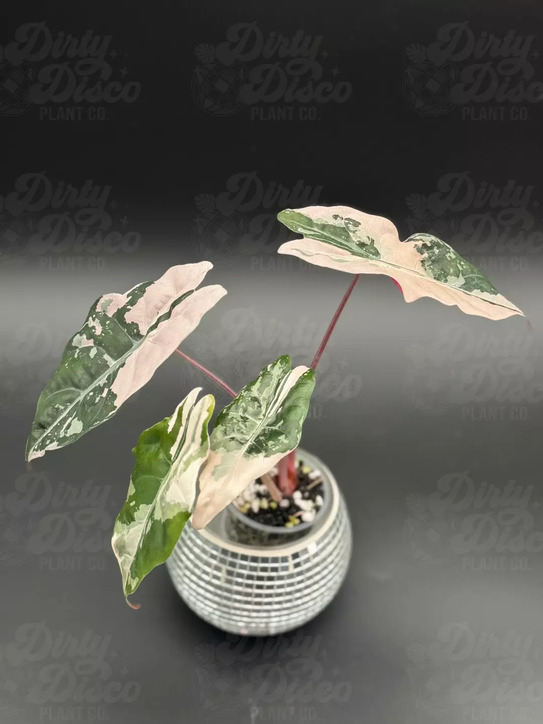 Pink Chantrieri + 2 corms thumbnail