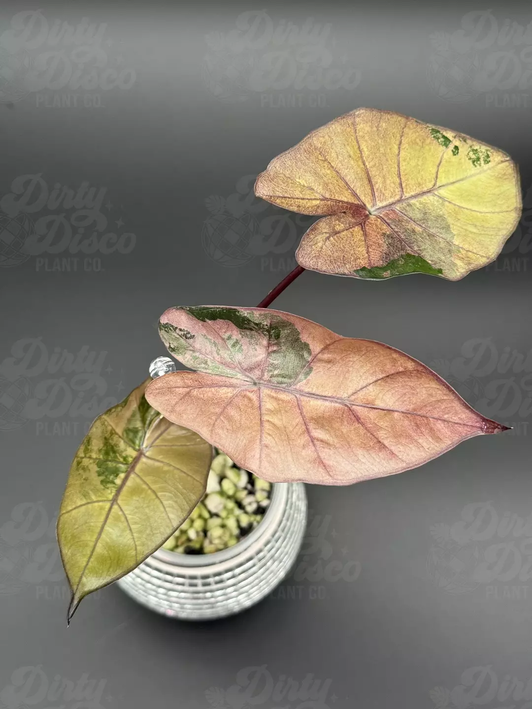 Pink Plumbea TC (corming soon) thumbnail