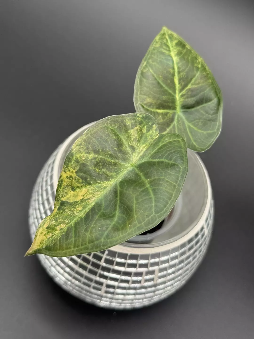 Aurea Regal Shield (corm grown) thumbnail