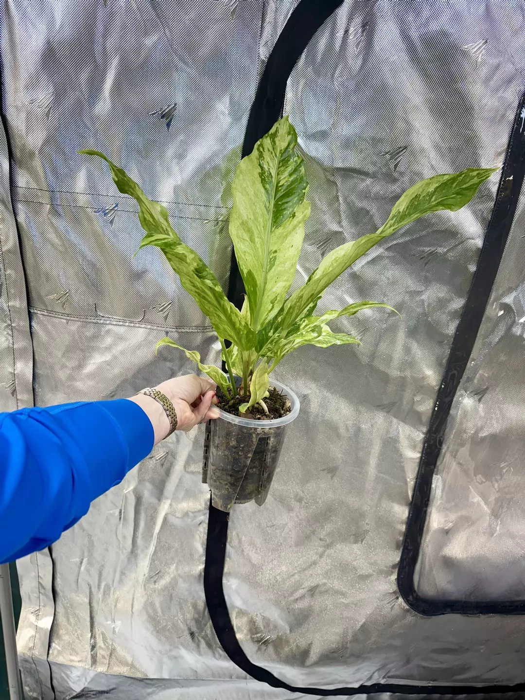 Anthurium Paramruay Albo thumbnail