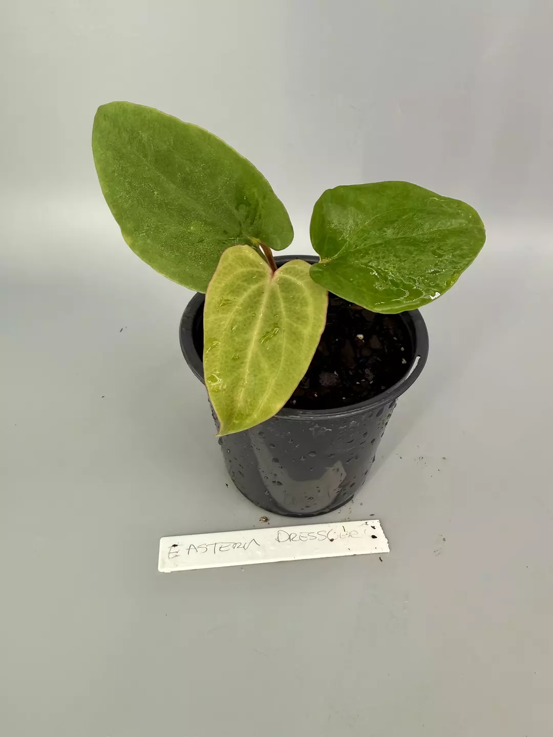 Pure Eastern Dressleri thumbnail