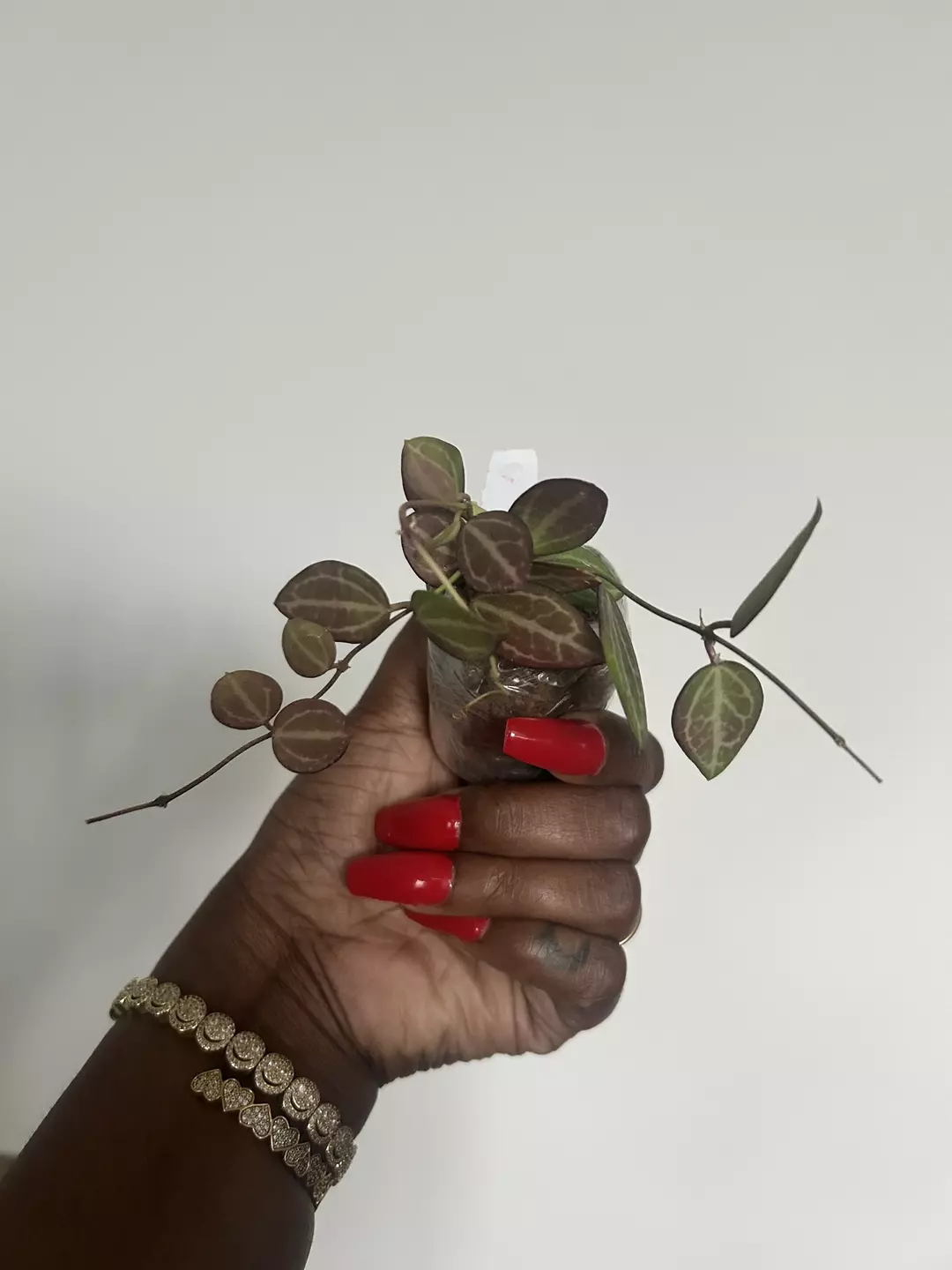 dischidia ovata thumbnail