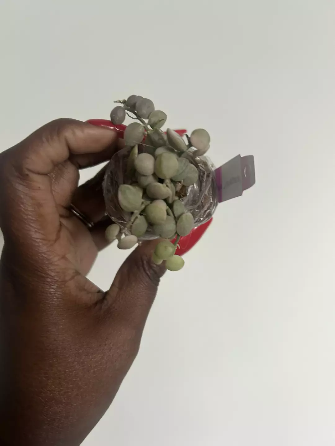 dischidia nummularia variegata thumbnail