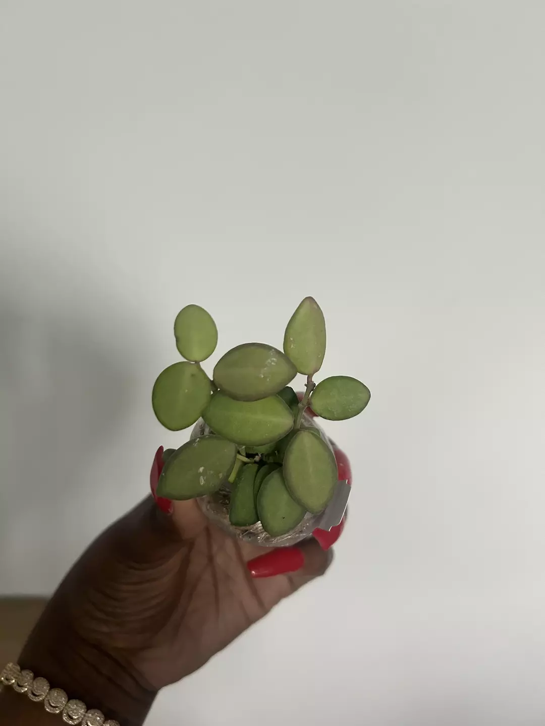 hoya bilobata thumbnail