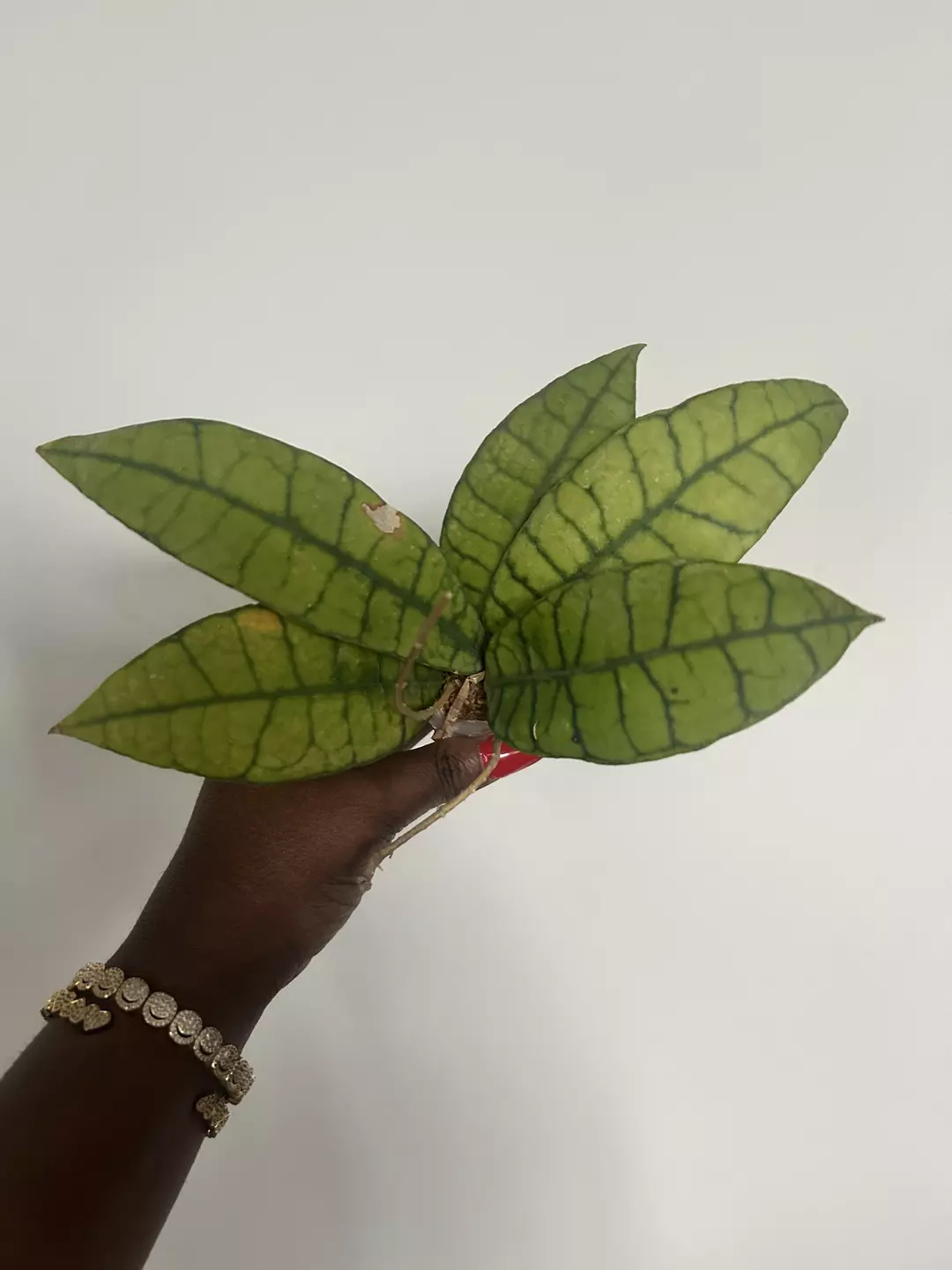 callistophylia  thumbnail