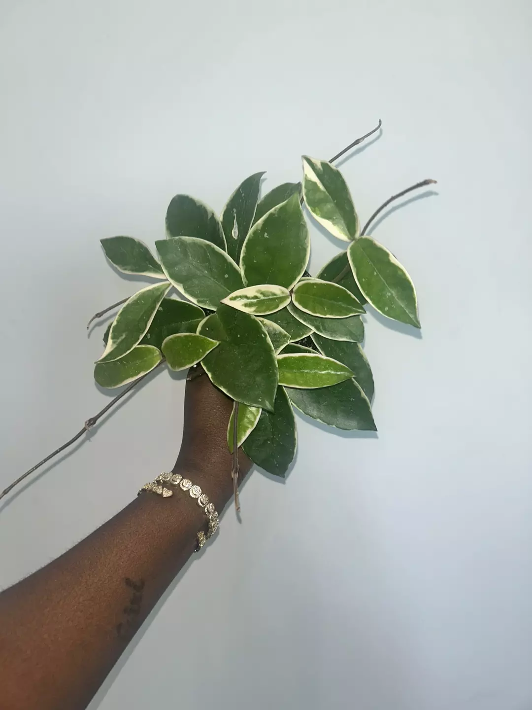 hoya krimson growers choice thumbnail