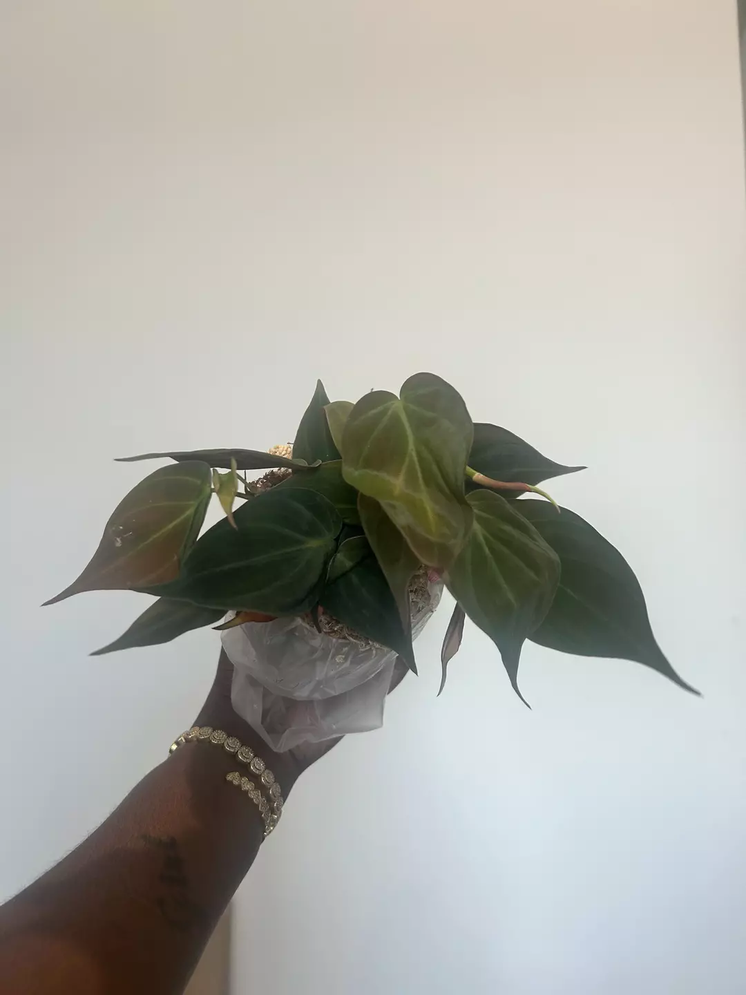 micans growers choice thumbnail