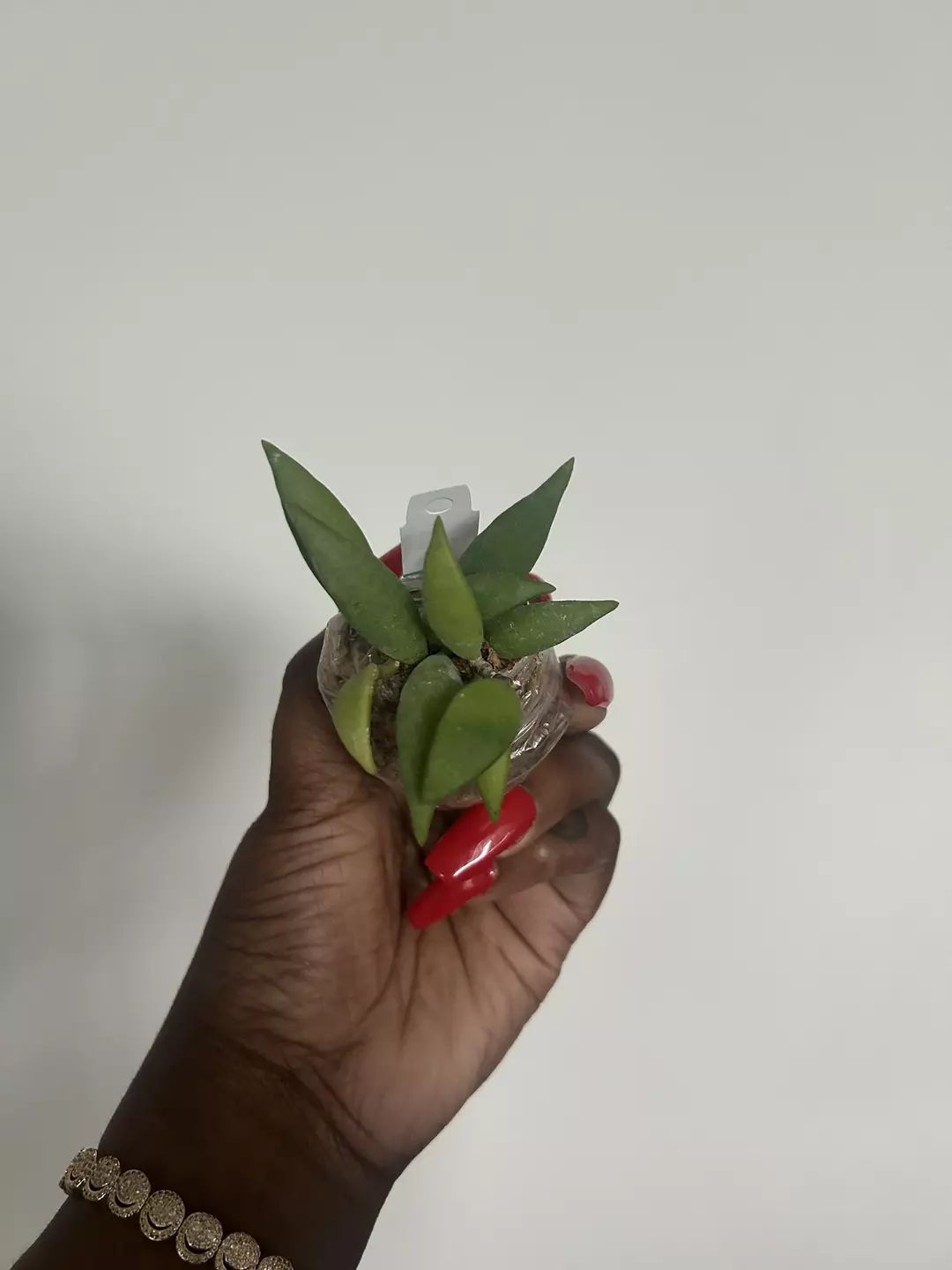 hoya micranta thumbnail