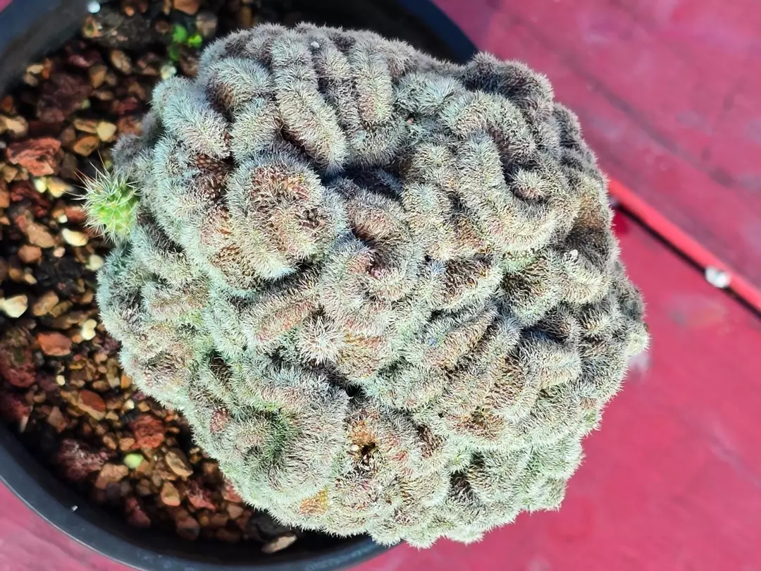 Mammillaria compressa cv. Yokan thumbnail