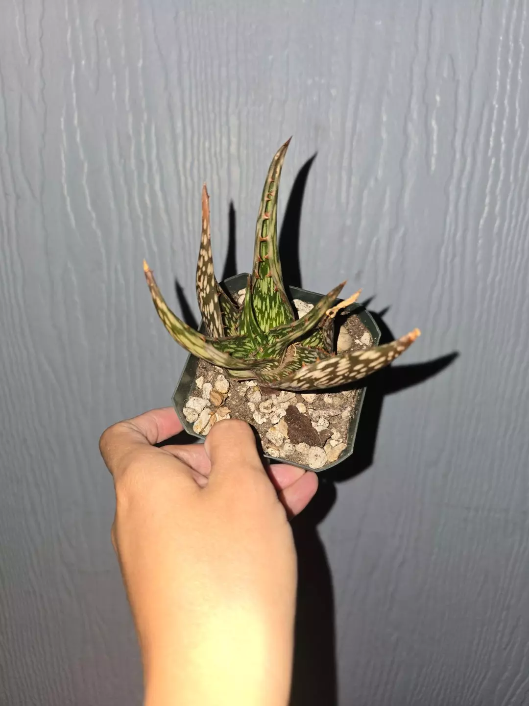 Aloe Vera 2" pot thumbnail