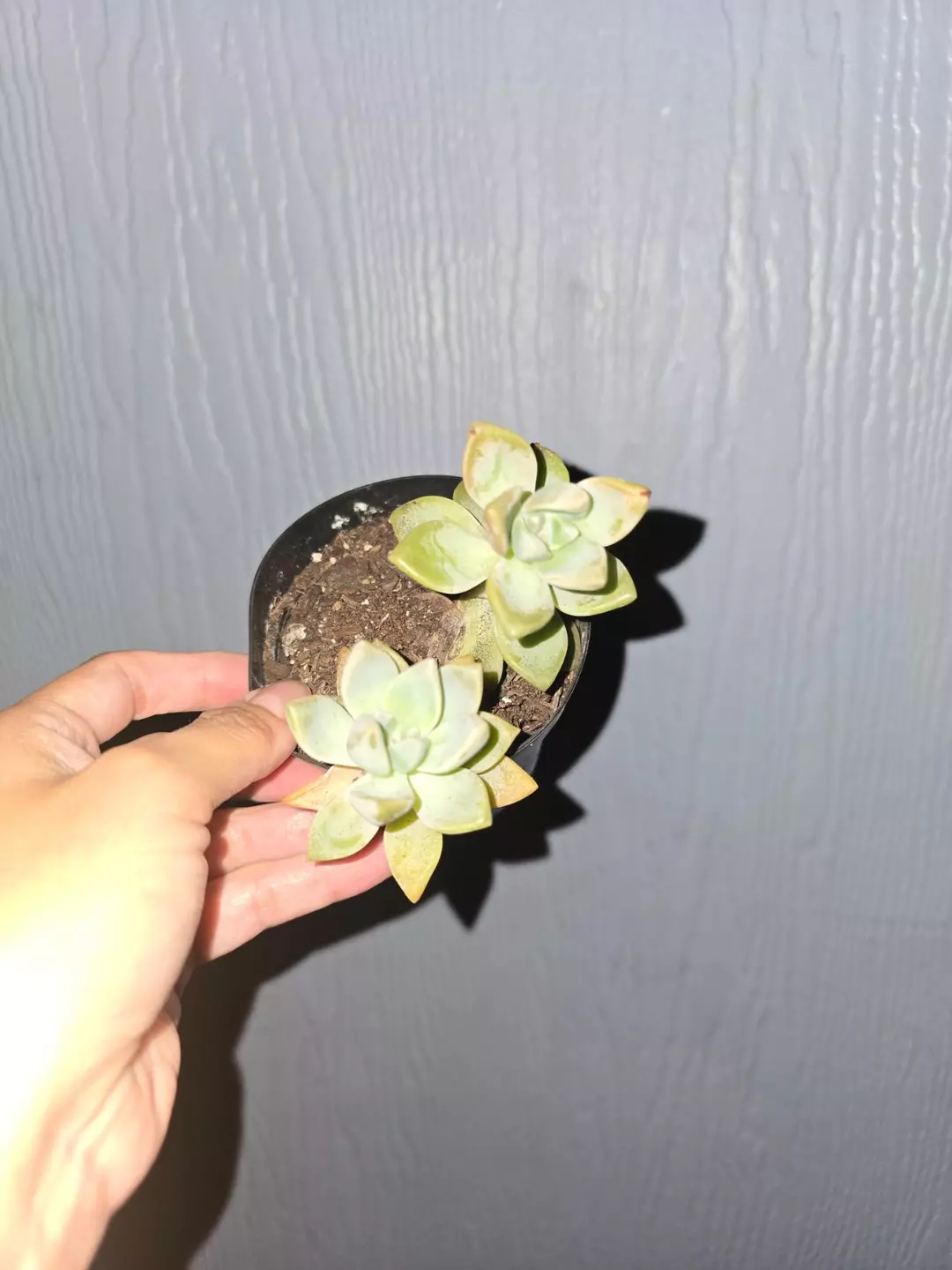 Echeveria 3" pot thumbnail