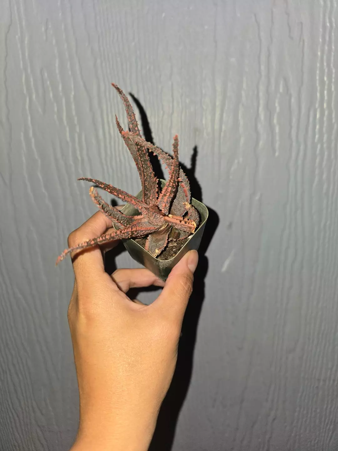 Aloe Purple Haze 2" pot thumbnail