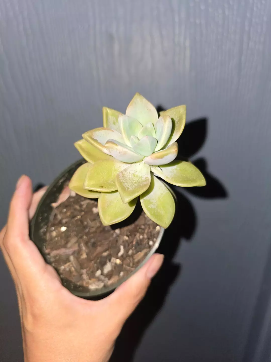 Echervaria 4" pot thumbnail