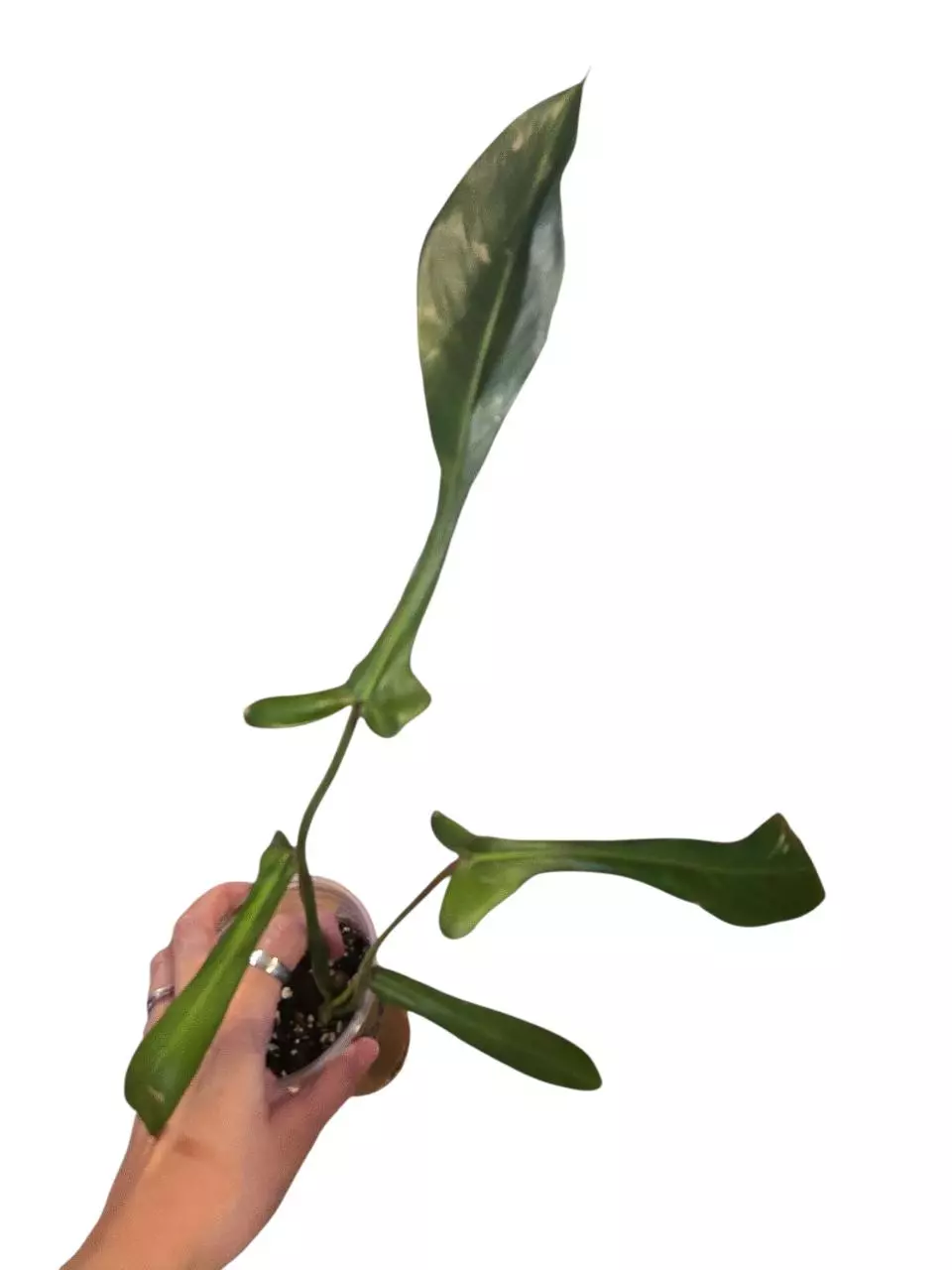 Philodendron Joepii thumbnail