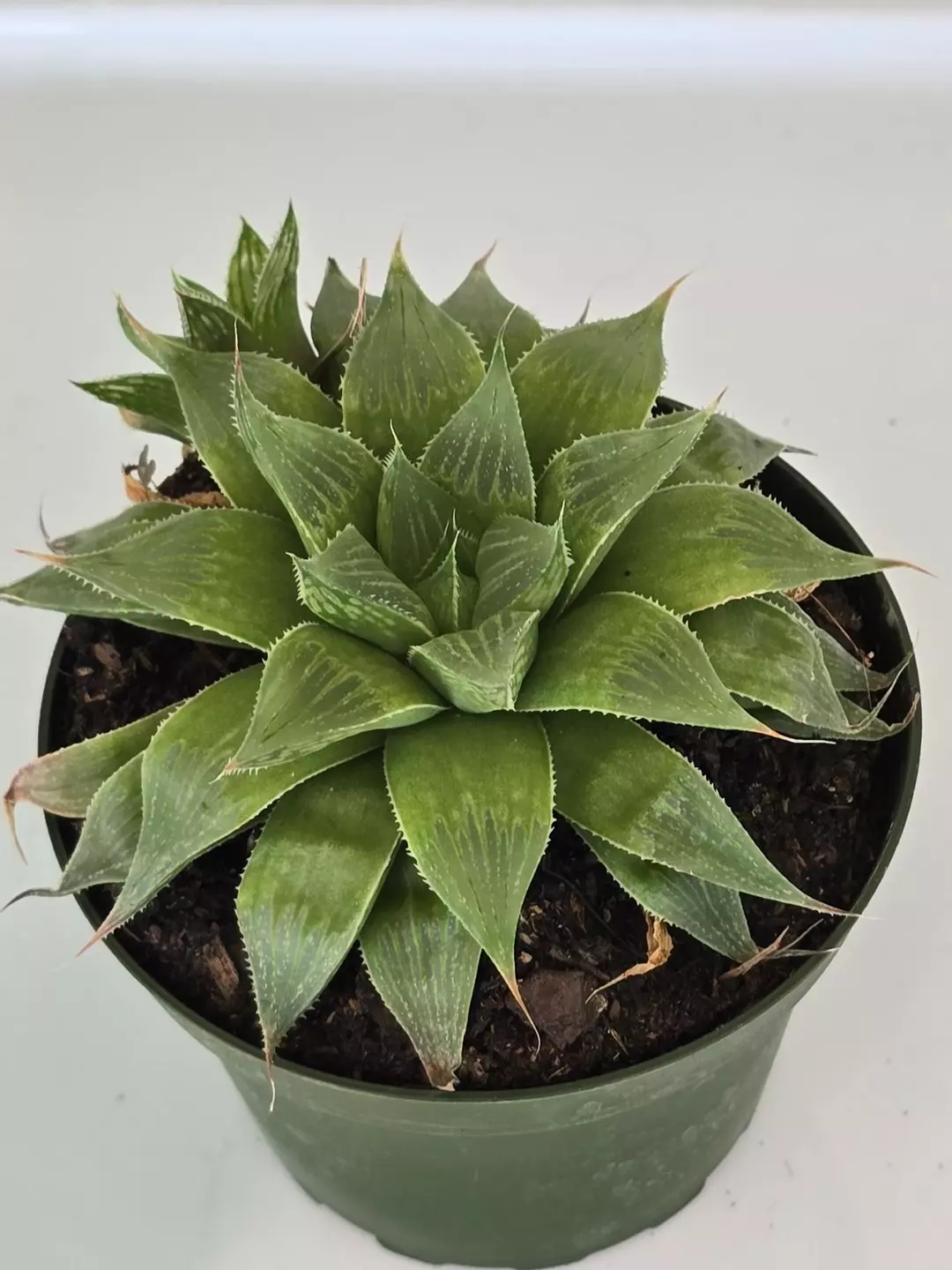 Haworthia mirabilis 4" thumbnail