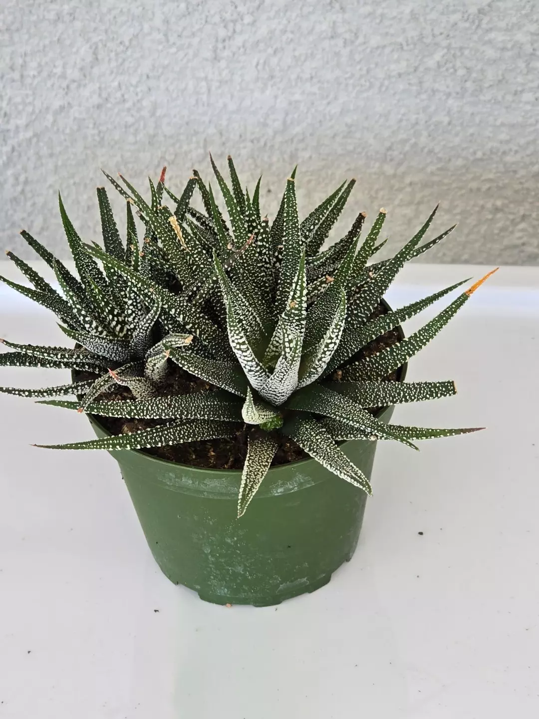 Hawthornia Fasciata 4" thumbnail