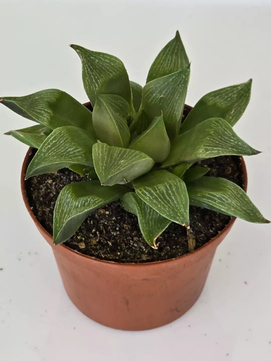 Hawthornia Retusa thumbnail