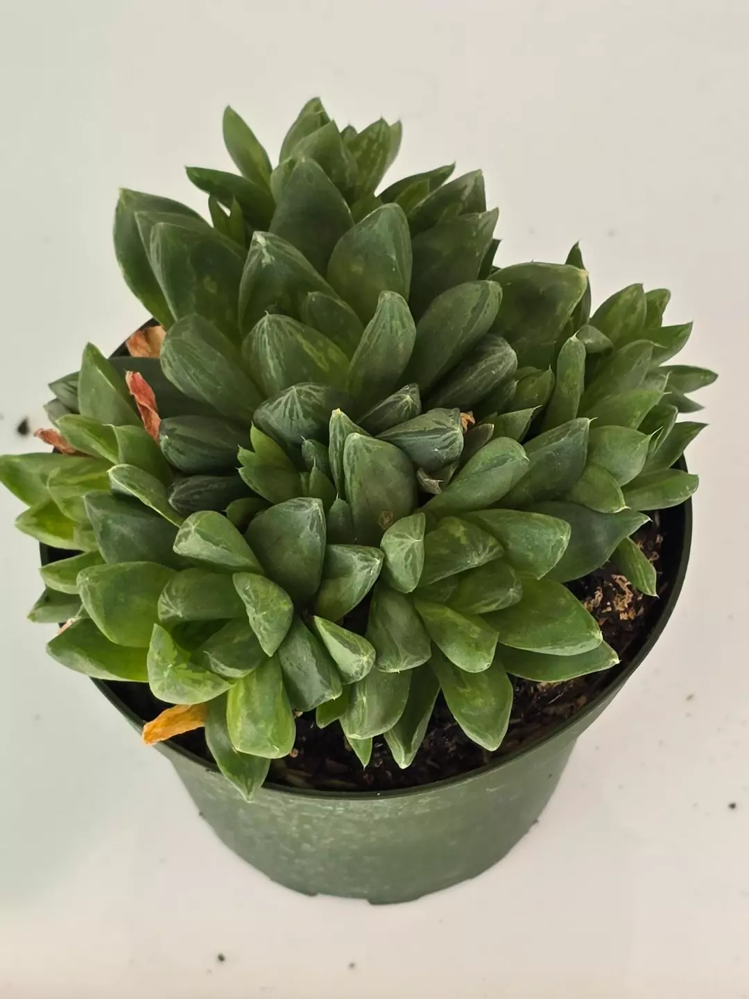 Haworthia cymbiformis 4" thumbnail