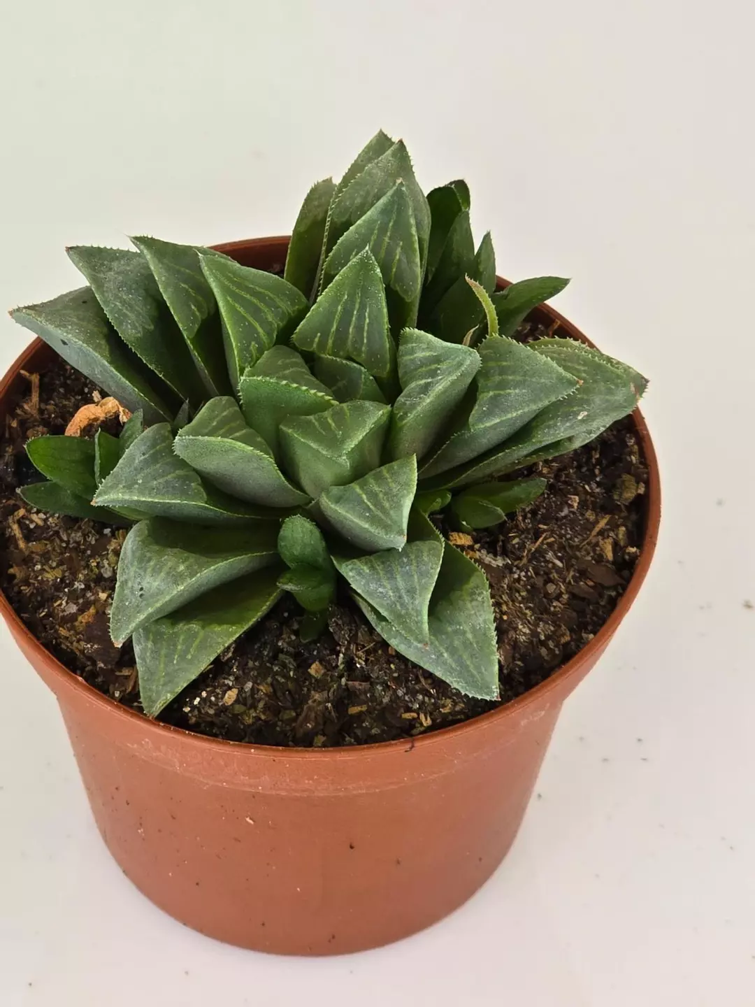 Hawthornia cymbiformis thumbnail