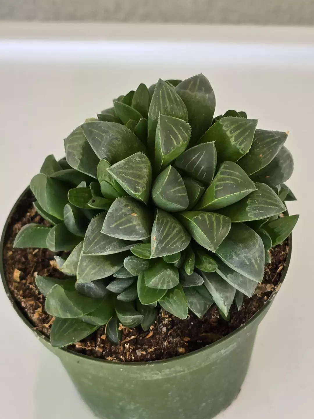Haworthia retusa 4" thumbnail