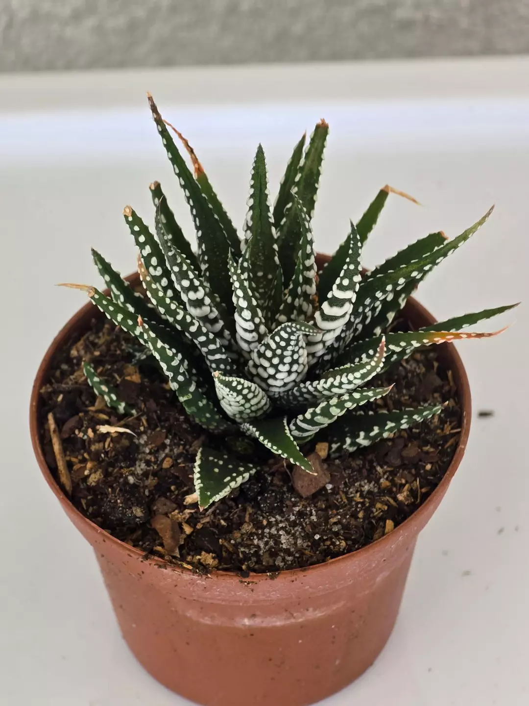 Hawthornia Fasciata thumbnail