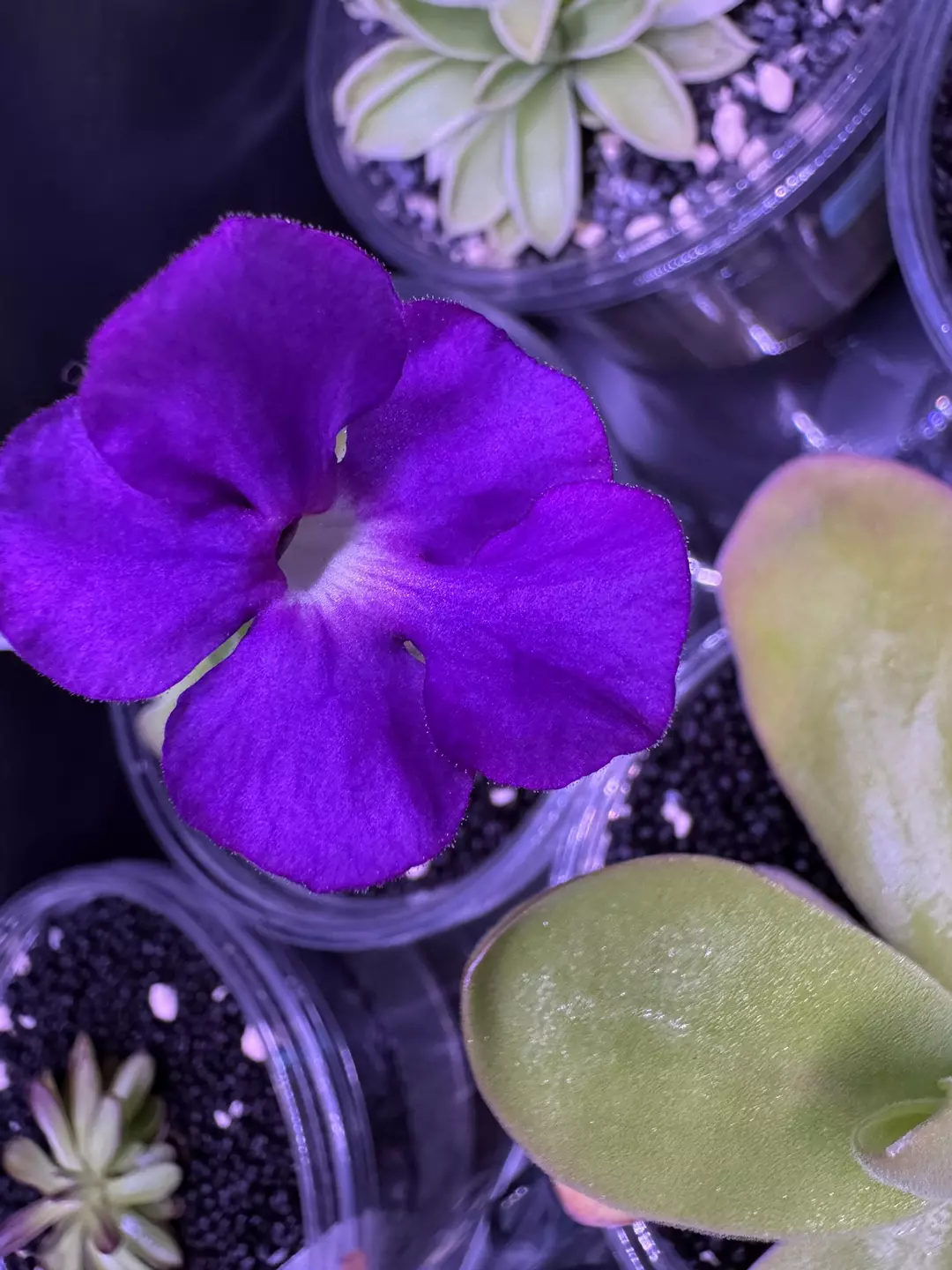 1 L ping soil thumbnail