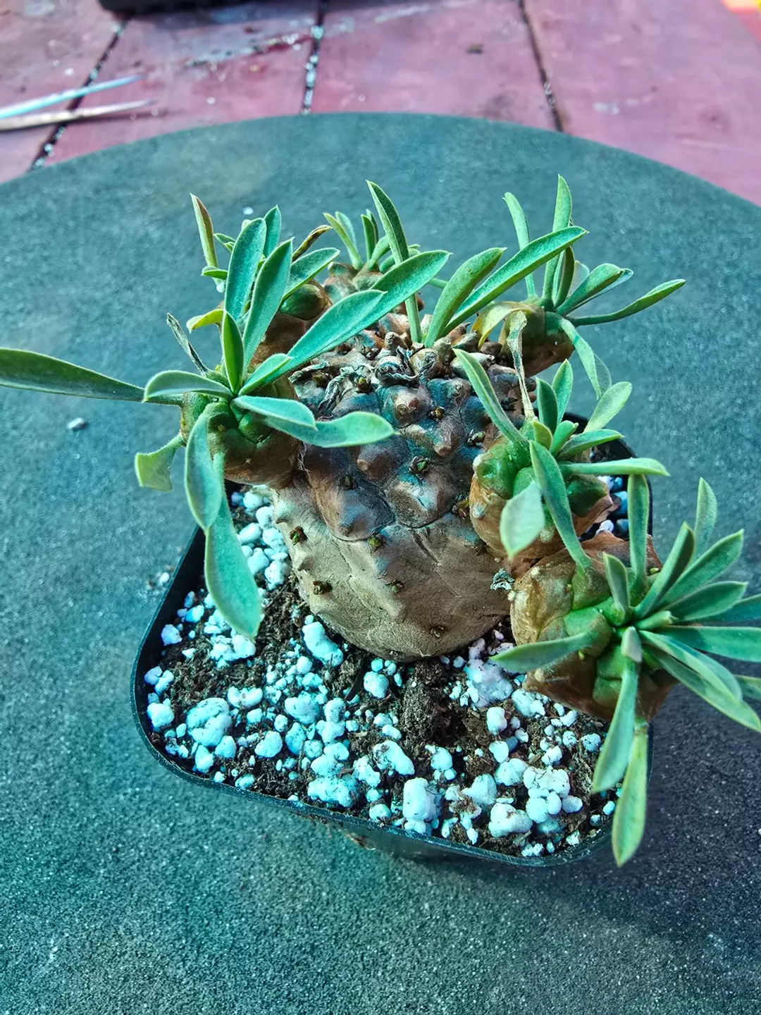 Euphorbia japonica thumbnail