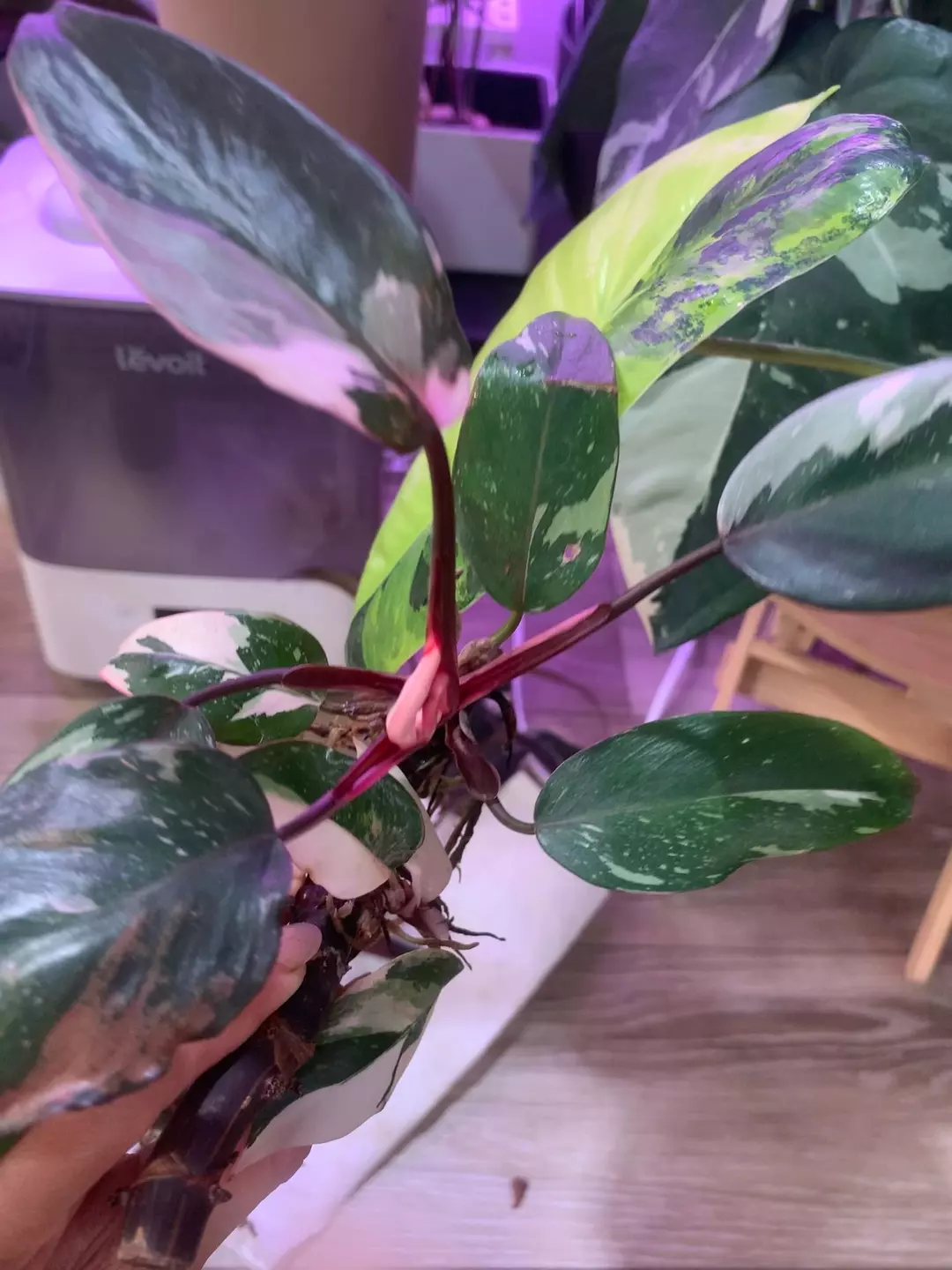 Red Anderson multiple nodes thumbnail