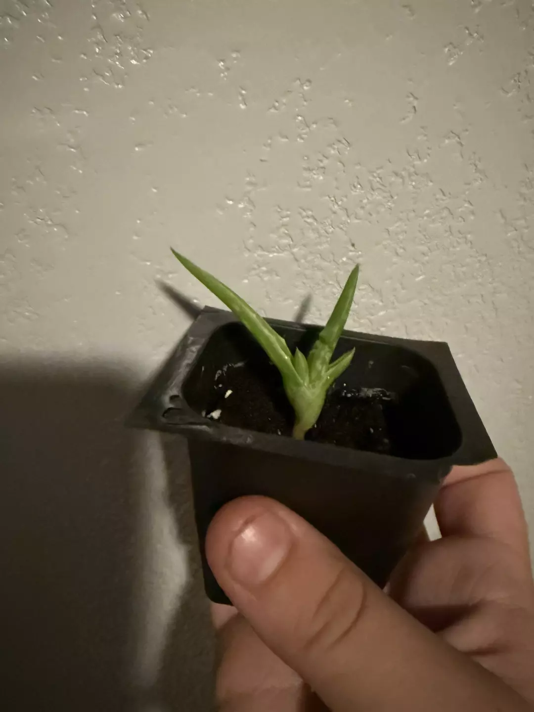 Aloevera thumbnail