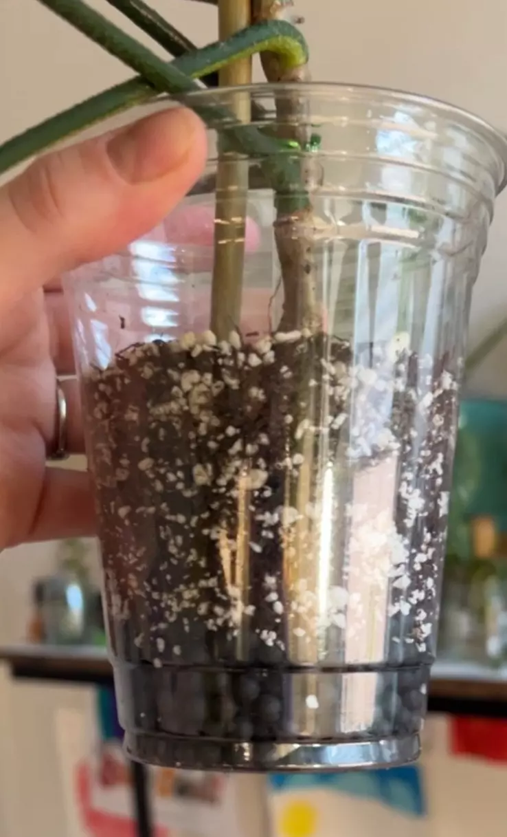 Rooting Start for Cuttings (will root 2 cuttings for $5) thumbnail