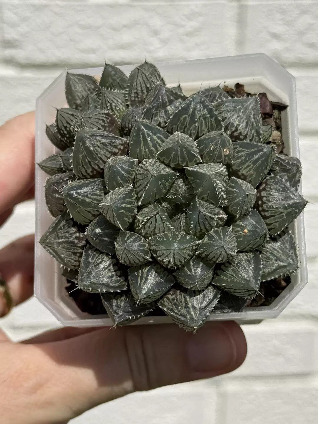 Haworthia hybrid “mirrorball” 3” rooted. thumbnail