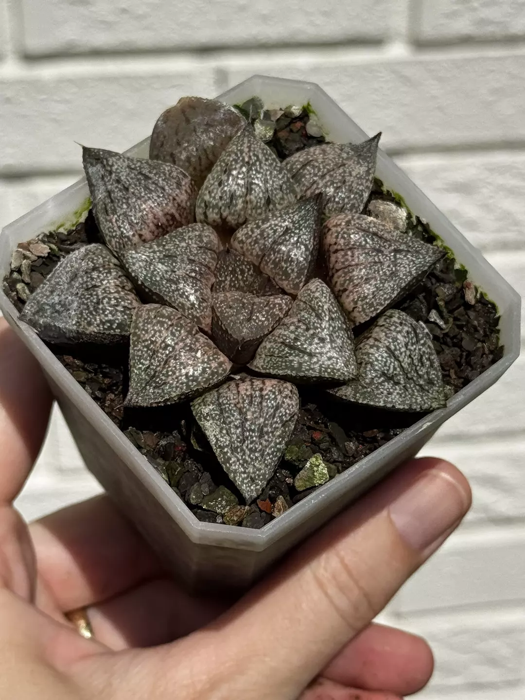 Haworthia hybrid, likely Picta. Rooted and established. thumbnail