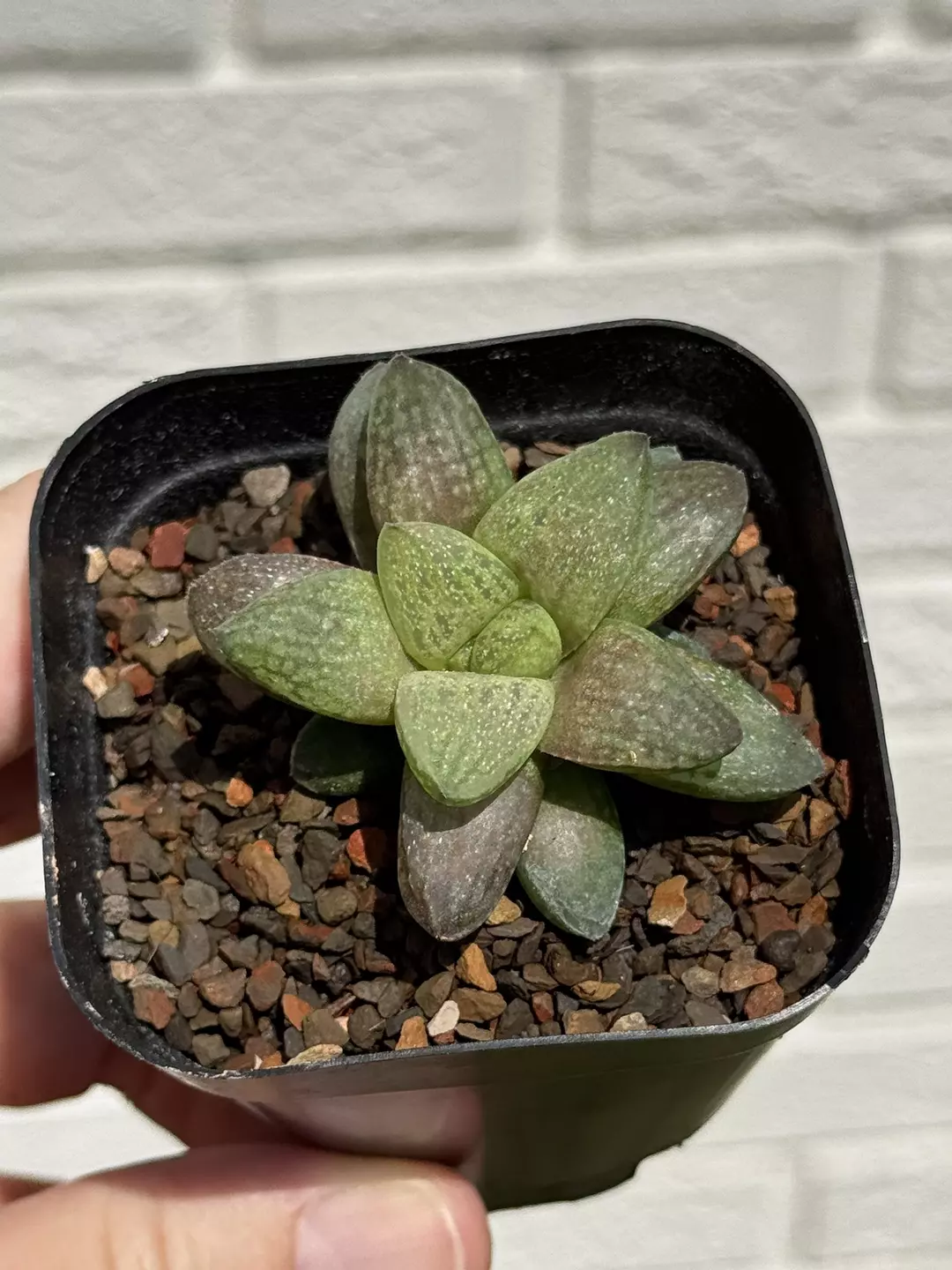 Haworthia Turgia Platbos. Rooted offset. thumbnail