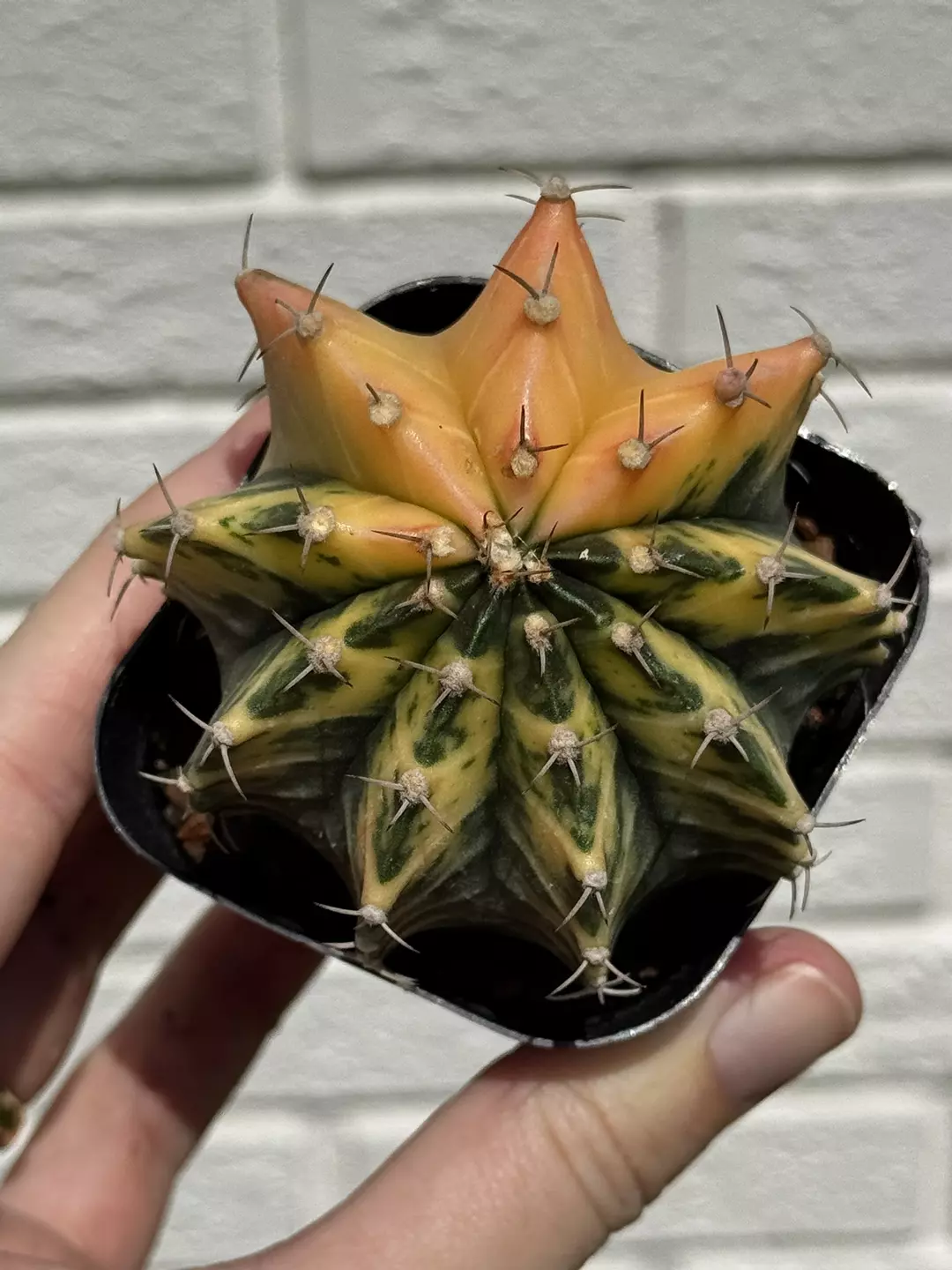 Gymnocalycium hybrid variegated thumbnail