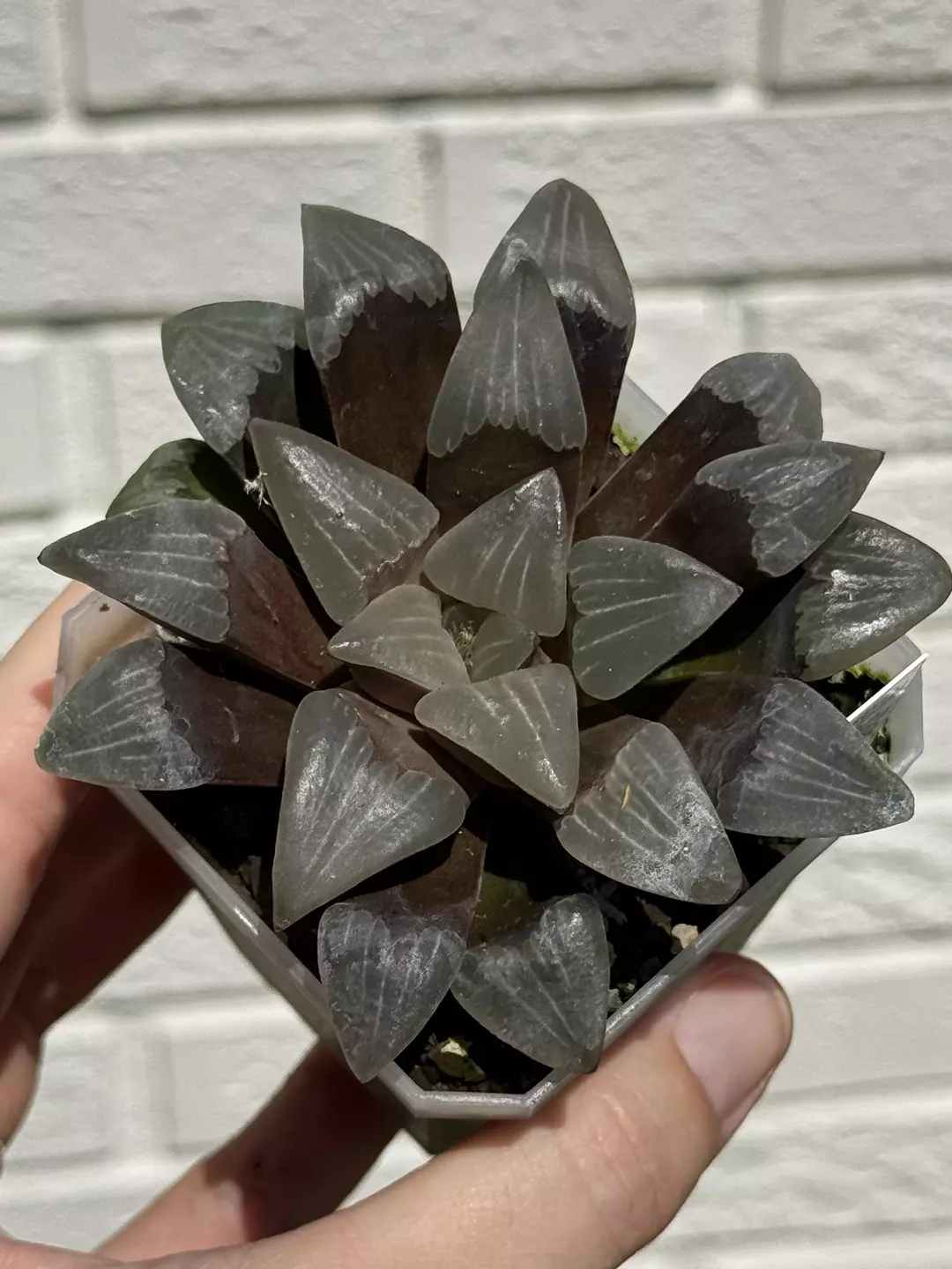 Renny Haworthia created Haworthia “white widow” hybrid. Rooted and established. thumbnail